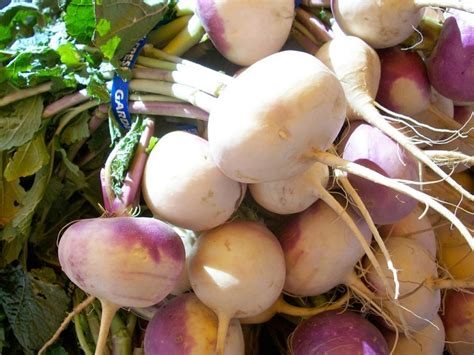 favorite-turnip-recipes-new-england image