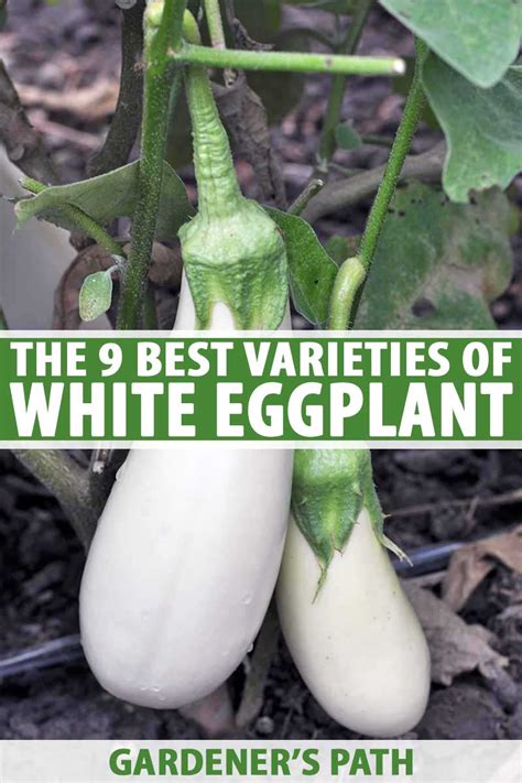 9-of-the-best-white-eggplant-varieties-gardeners-path image