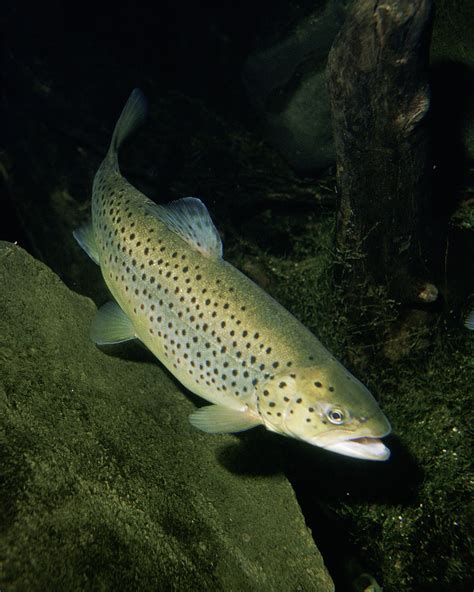 trout-wikipedia image