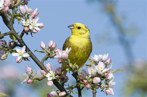 our-favorite-southern-songbirds image