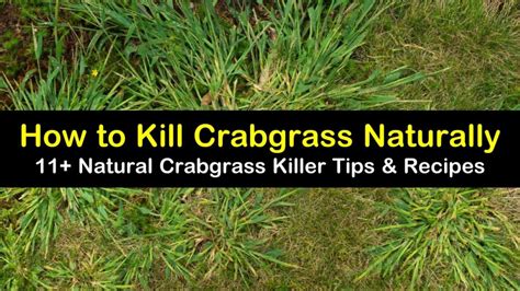 11-natural-ways-to-kill-crabgrass-tips-bulletin image