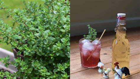 how-to-make-thyme-infused-syrup-5-recipes-that image