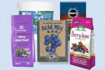 6-best-blueberry-fertilizers-when-to-fertilize-blueberries image