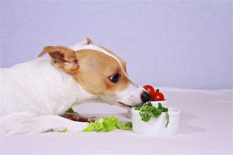 salad-recipes-for-dogs-homemade-healthy-treats-my image