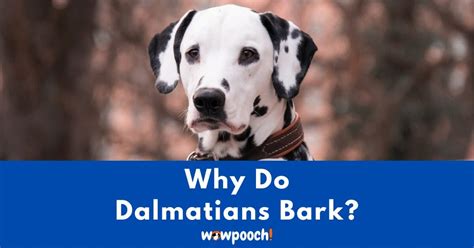 why-do-dalmatians-bark-so-much-10-common-reasons image