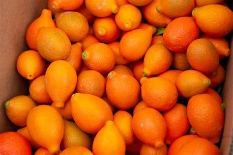 how-to-enjoy-the-delicious-indio-mandarinquat-plant image
