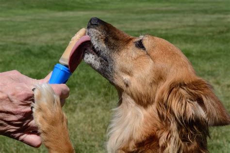 keep-cool-with-pup-sicles-dog-friendly-popsicle image