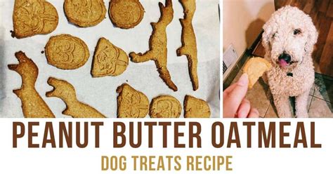 homemade-peanut-butter-oatmeal-dog-treats image