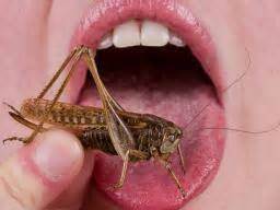 grubs-up-how-eating-insects-could-benefit-health image
