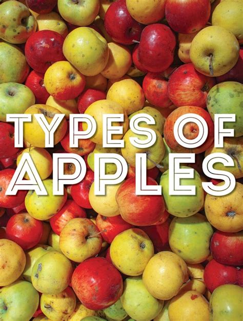 29-types-of-apples-from-a-to-z-with-photos-live image
