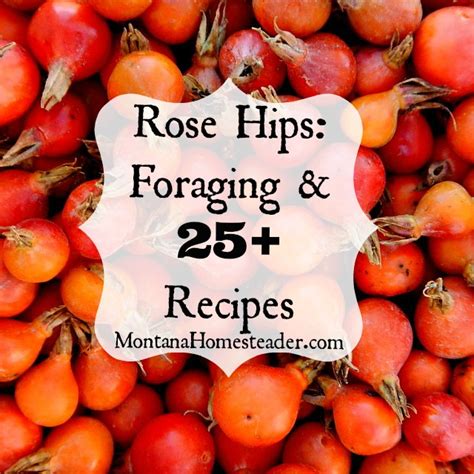 rose-hips-foraging-and-25-recipes-montana image