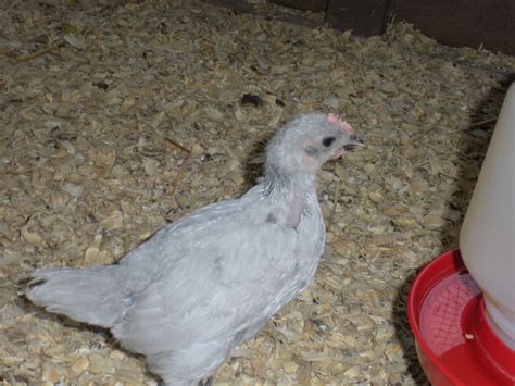 purple-chickens-backyard-chickens-learn-how-to image