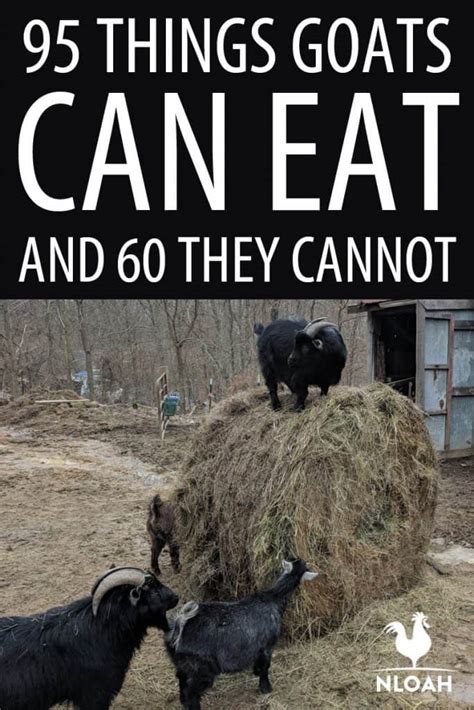 95-things-goats-can-eat-and-60-they-cannot-new-life image