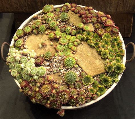 decorative-cactus-bowls-and-group-planting-of image