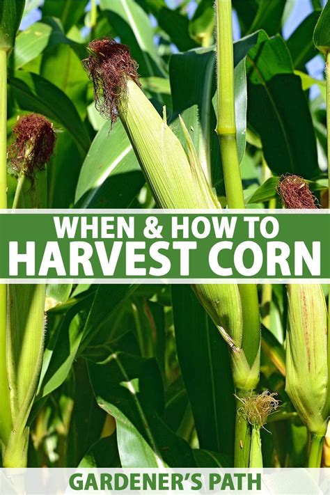 when-and-how-to-harvest-corn-gardeners-path image