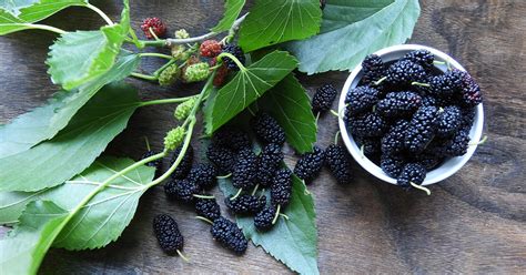 mulberry-leaf-uses-benefits-and-precautions-healthline image