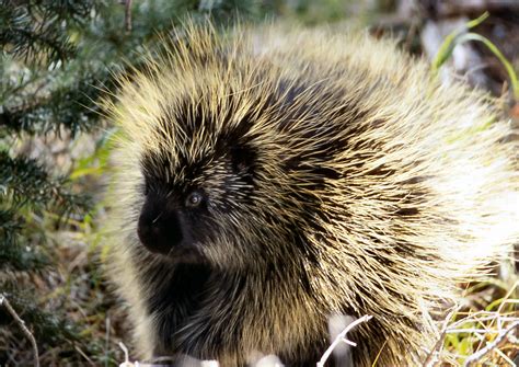 what-eats-porcupines image