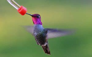 hummingbird-food-expert-guide-2022-seabird-sanctuary image