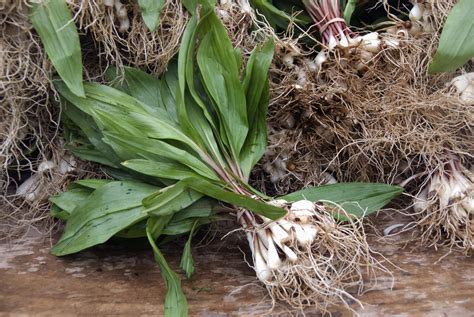 how-to-grow-ramps-wild-leeks-the-spruce image