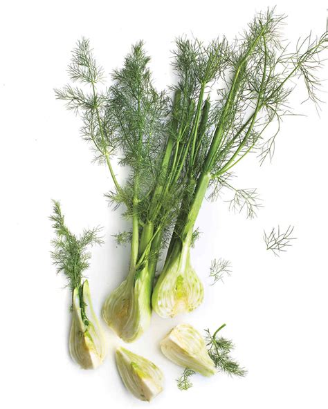 25-truly-fabulous-fennel image