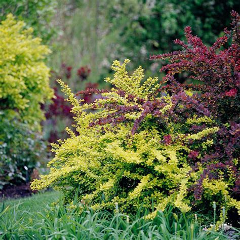 how-to-plant-and-grow-barberry-better-homes image