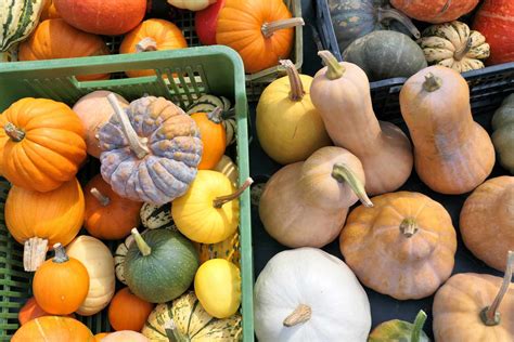 12-types-of-winter-squash-and-how-to-cook-them image