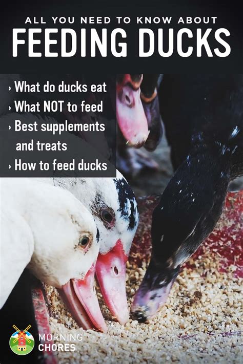 feeding-ducks-what-do-ducks-eat-and-what-not-to image