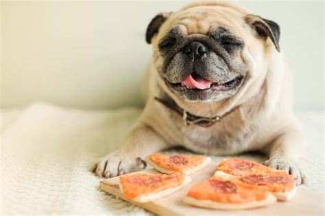 can-dogs-eat-pizza-or-is-pizza-bad-for-dogs-heres-the image