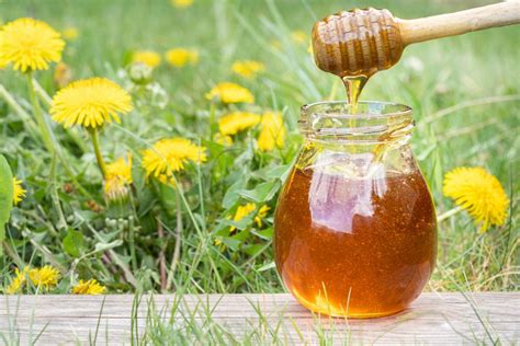 what-is-dandelion-honey-how-its-produced-benefits image