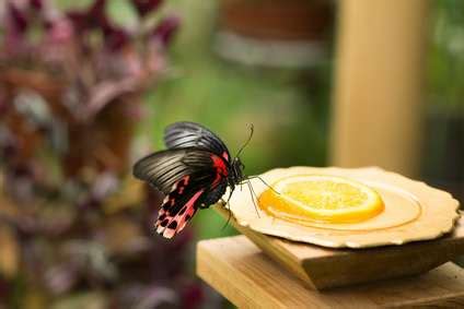 what-do-butterflies-eat-and-how-to-attract-them image