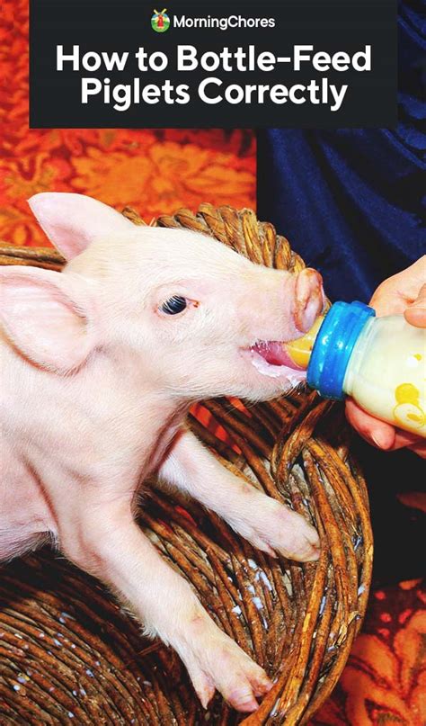 how-to-bottle-feed-piglets-correctly-morningchores image