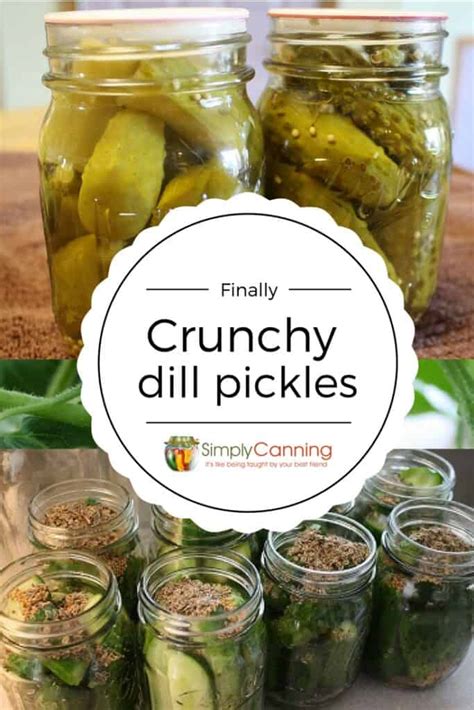 dill-pickle-recipe-finally-im-getting-the-crunch image