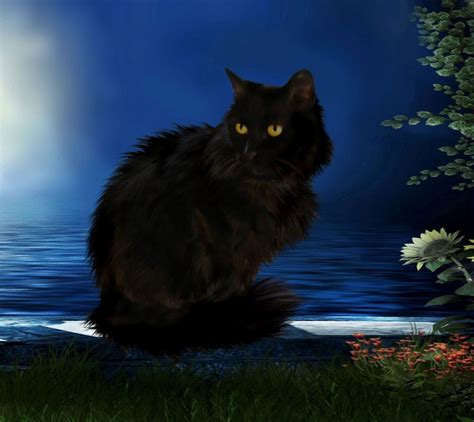 black-cats-and-witches-mystic-sciences image