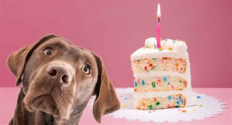 dog-birthday-cake-recipes-from-easy-to-fancy-bakes image