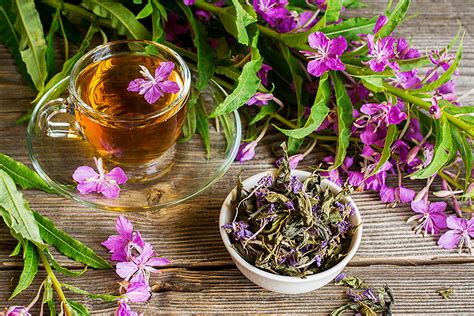 5-wild-herbs-russians-like-to-brew-up-to-keep-warm image