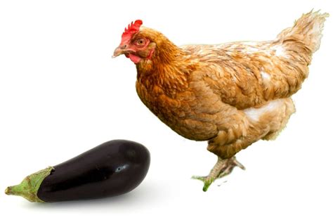 can-chickens-eat-eggplant-things-you-need-to-know image