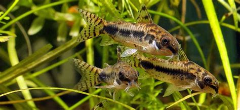 salt-and-pepper-catfish-tropical-fish-information image