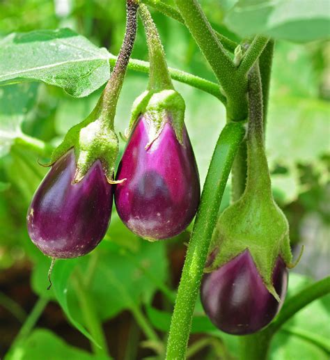eggplant-wikipedia image