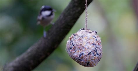how-to-make-fat-balls-for-birds-natural-history-museum image