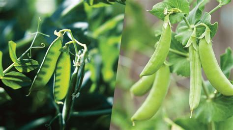whats-the-difference-between-snow-and-sugar-snap-peas image