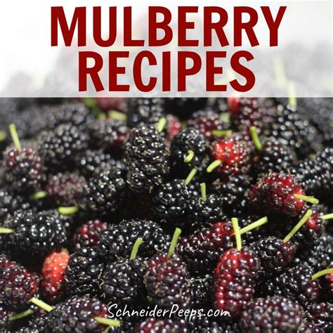 what-to-do-with-mulberries-10-easy-mulberry image