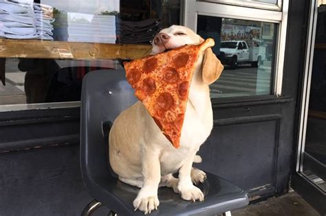 11-super-easy-dog-friendly-pizza-recipes-cuteness image