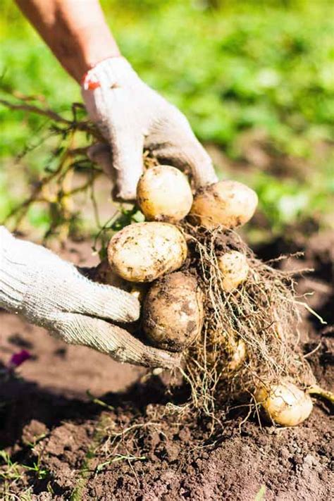 when-and-how-to-harvest-homegrown-potatoes image