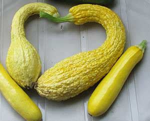 top-10-crookneck-squash-nutrition-facts-and-health image