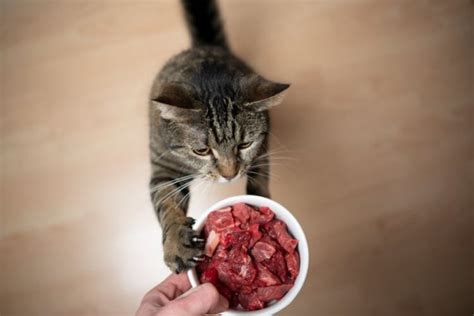 5-raw-cat-food-recipe-ideas-easy-nutritious-vet image
