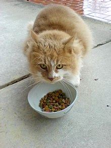 cat-food-wikipedia image
