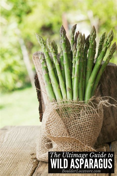 wild-asparagus-guide-finding-it-eating-it-boulder image