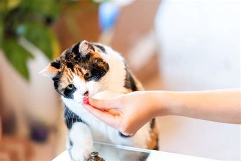 10-homemade-cat-treat-recipes-vet-approved-excited image