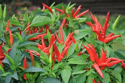 super-chili-pepper-guide-heat-flavor-uses image