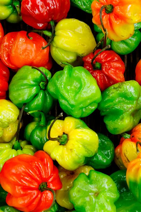 how-to-use-scotch-bonnet-peppers-for-jamaican image